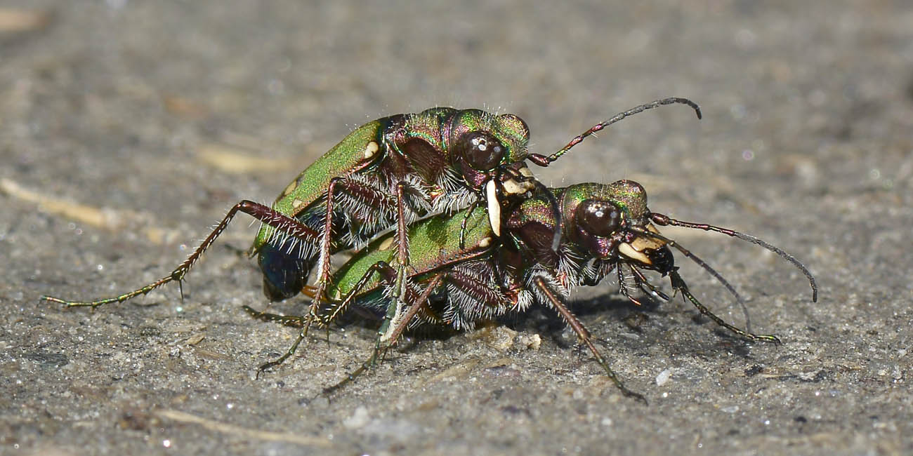 Cicindela campestris in accoppiamento